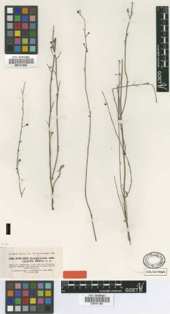 Scrophularia subaphylla Boiss. [syntype]