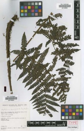 Megalastrum aureisquama M.Kessler & A.R.Sm. [paratype]