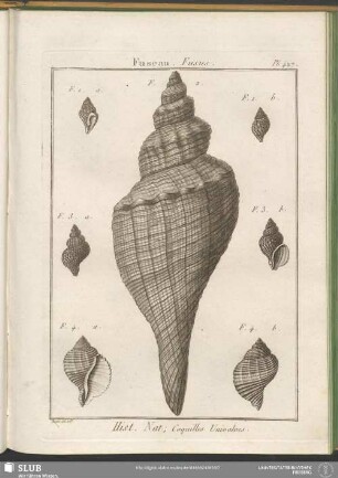 Pl. 427. Fuseau. Fusus