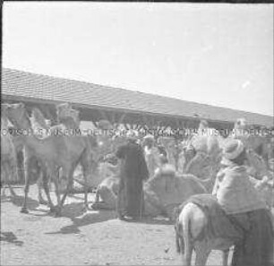 Kamelmarkt in Kairo, Ägypten