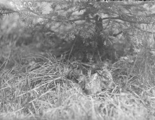 Feldhase : Feldhase (Lepus europaeus), Jungtiere im Lager