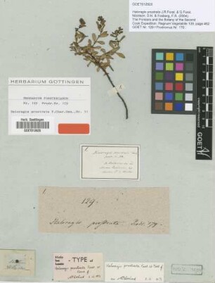 Haloragis prostrata J.R.Forst. & G.Forst. [holotype]