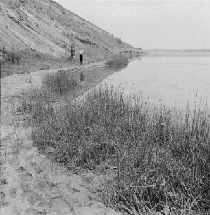 Binsen und Wasserlinsen. Gewässer mit Uferbewuchs (vielleicht Binsen)