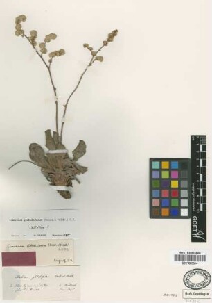 Limonium globuliferum (Boiss. & Heldr.) Kuntze [isotype]