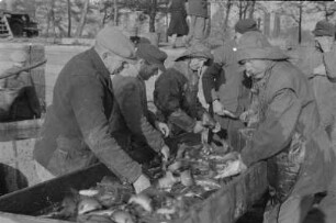 Abfischen in Königswarthaer Teichen. : Rybjace žně w Rakečanskich hatach.