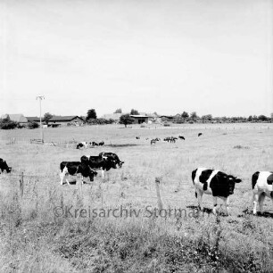 Landwirtschaft: Weide mit schwarzbunten Kühen: im Hintergrund Krummbek