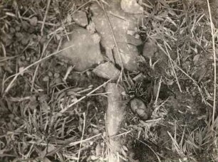 Europa. Ölkäfer (Meloidae)