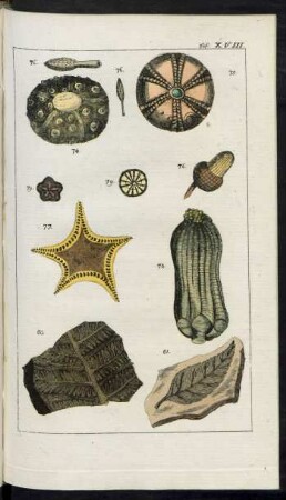 Taf. XVIII. [Fig.] 74. - 81.