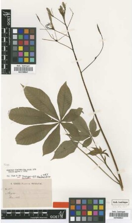 Cleome gigantea L.