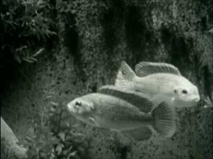 Tilapia variabilis (Cichlidae) - Kampf zweier Männchen