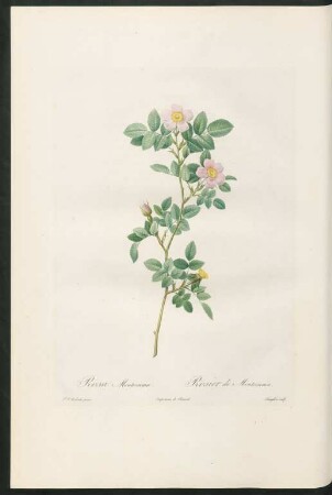 Rosa Montezuma. Rosier de Montezuma. Langlois sculp.