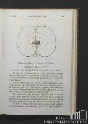 Nr. 65. Orleans-Reinette, Reinette d'Orléans.