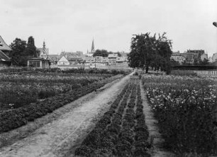 Quedlinburg, Samenzucht-Gärtnerei