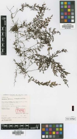 Hymenophyllum latisorum M.Kessler & A.R.Sm. [paratype]