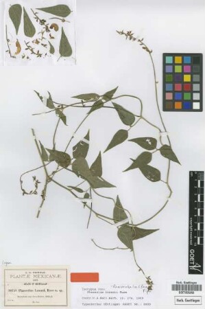 Phaseolus lozanii Rose [isotype]