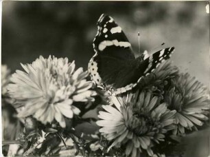 "Prachtvoll, die Blume und der Falter!"