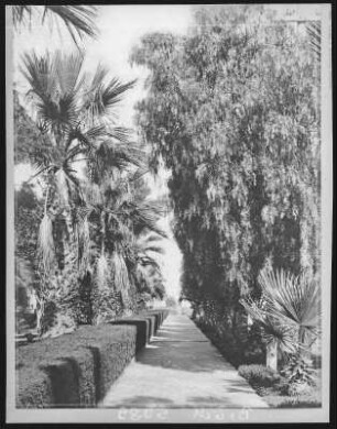 Beneath the Palms and Pepper Trees