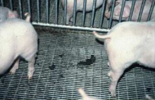 Fotografie: Tierproduktionsverfahren, Mastschwein, Ferkelaufzucht, Gitterrost