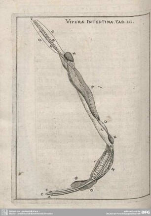 Vipera Intestina.