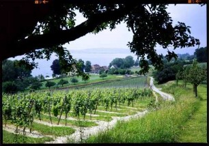 Birnau: Weinlandschaft am See