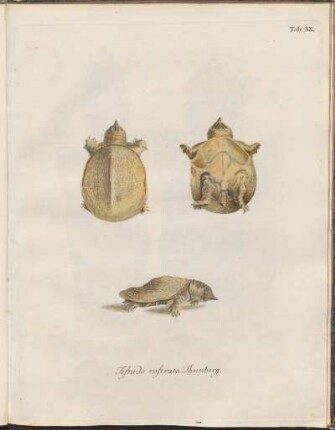 Tab. XX: Testudo rostrata Thunberg.