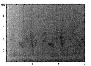 Buchfink | Fringilla coelebs - Gesang