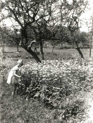 Mädchen auf einer Wiese beim Blumenpflücken