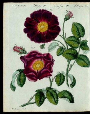 Rosen-Arten.
