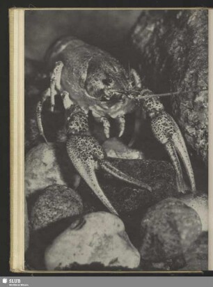 Flußkrebs, Astacus fluvitilis