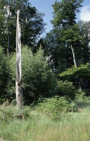 Grabhügel im Frankfurter Stadtwald