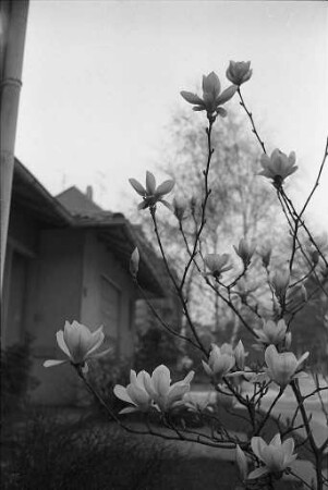 Magnolienblüte.