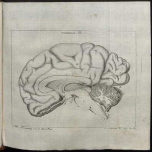 Tabula. III.