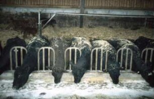 Fotografie: Stallsystem, Tieflaufstall, Futtervorlage, Einstreu