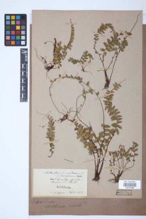 Adiantum caudatum L.