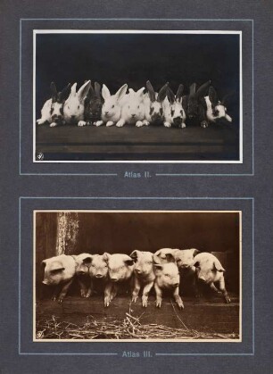 Leporello mit Tieraufnahmen : Seite 2 mit Abb. 3, 4: Kaninchengruppe, Ferkelgruppe