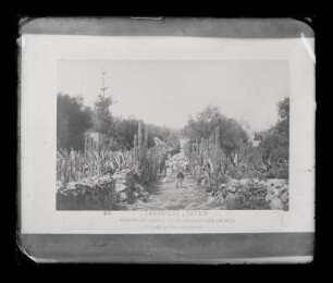 Vistas mexicanas: Camino del Galvario en el pueblo de Ayotla, alrrededores de México : [Fotografía invertido lateralmente]