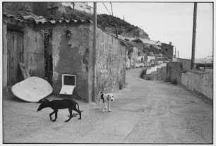 Straße in Epila mit Hunden