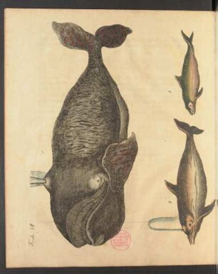 Tafel VII.: Fische.