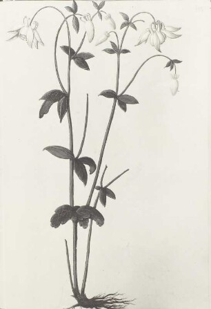Pflanzenhandschrift, Waldakelei - Aquilegia vulgaris L.,