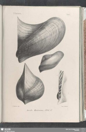 Pl. 393