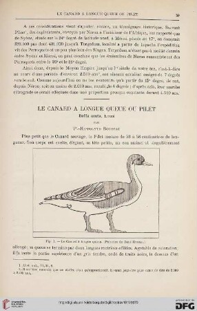 33: Le canard à longue queue ou pilet : Dafila acuta, Linné