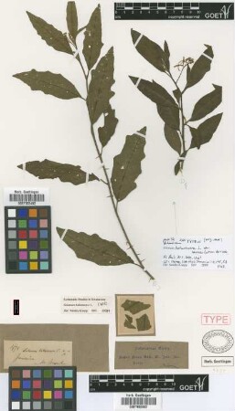 Solanum bahamense L. var. Griseb. lanceolatum[type]
