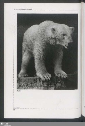 Eisbär