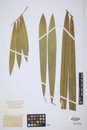 Calamus