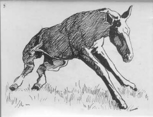 Aufstehendes Fohlen : Aufstehendes Fohlen. Federzeichnung (um 1930; E. Richter)