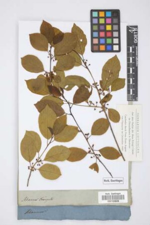 Rhamnus Frangula