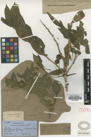 Acnistus australis (Griseb.) Griseb. var. grandiflorus Griseb.[syntype]