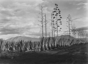 Sisalanpflanzung : Pare-Gebirge. Sisalagavenplantage (Agave sisalana zum Teil mit Blütenständen