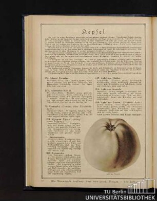 Äpfel