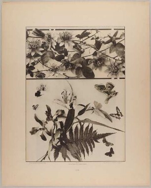 123. Fries und Vignette aus Passionsblume, Lilie, Orchidee, Farre und Schmetterlingen